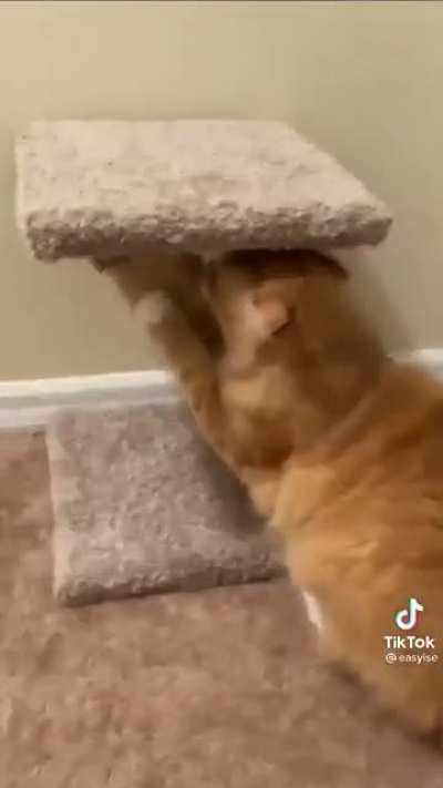 Start you cat engines!!!