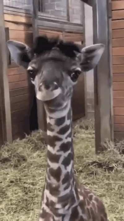 *Blep*
