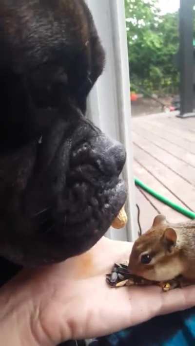 This good boy.