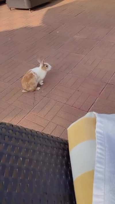 Say..Hi to meaaw !!