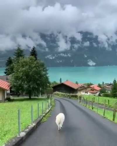 Озеро Бриенц, Швейцария