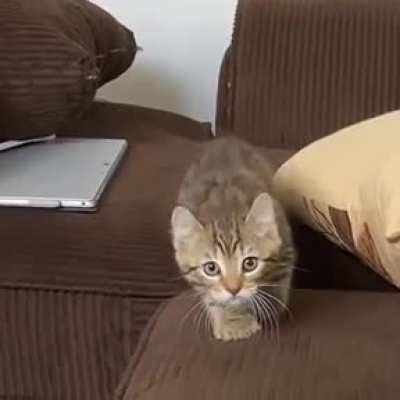 She's learning how to creep and it's adorable