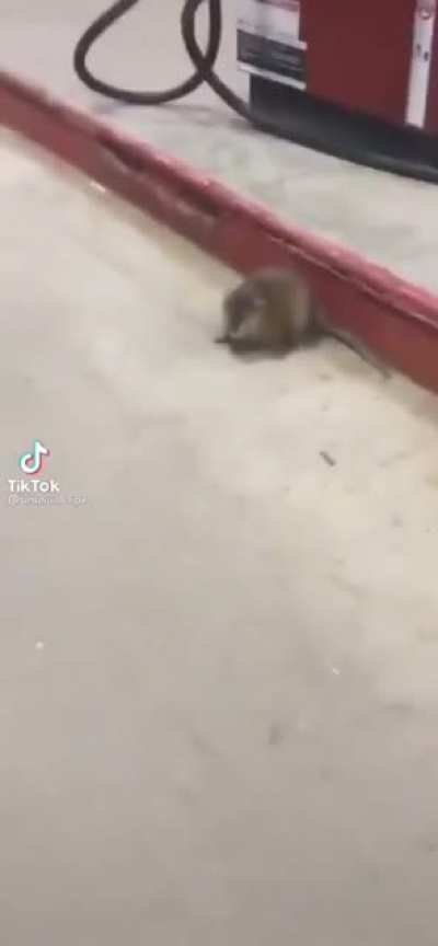 🐀🐀🐀