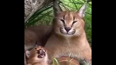 Big flopoa and son