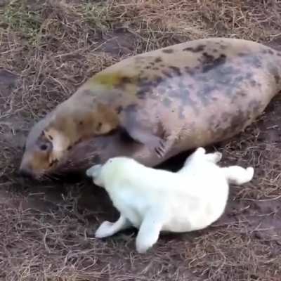 Pets, Lots Of Pets.
