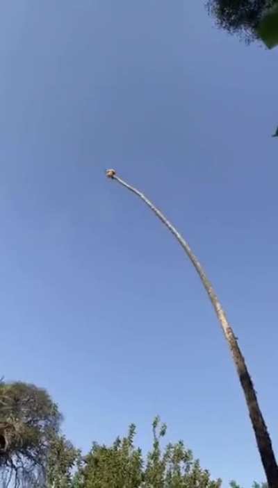 Perfectly safe catapult.