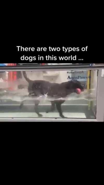 2 types of dogs in the world