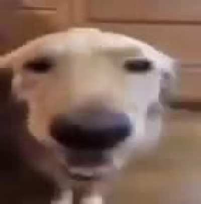 ._.XD
