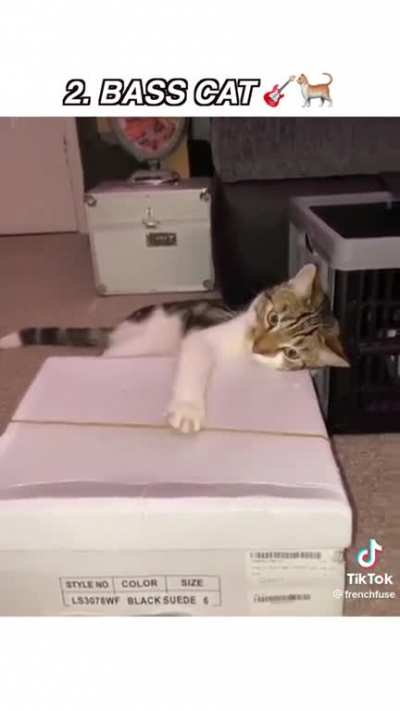 Cats making music compilation