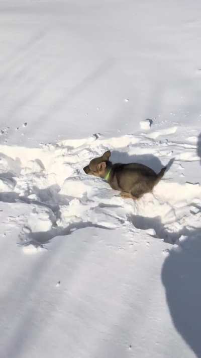 Puppy snow day!