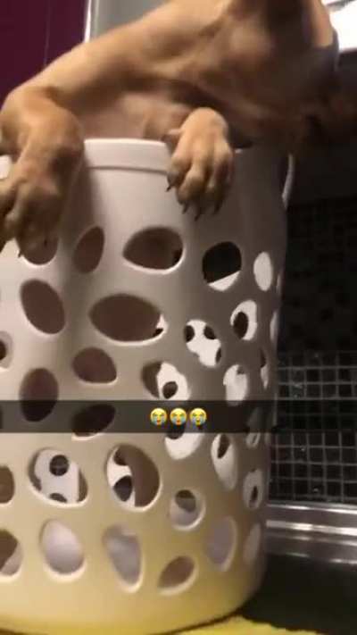 Yes i caught him