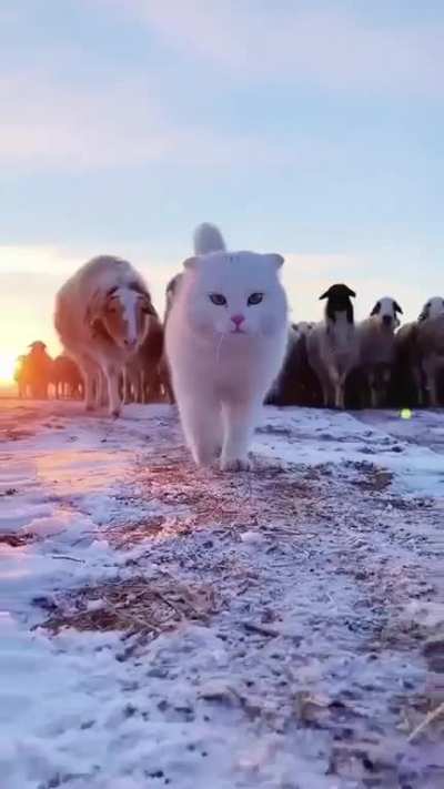 Looks very nice