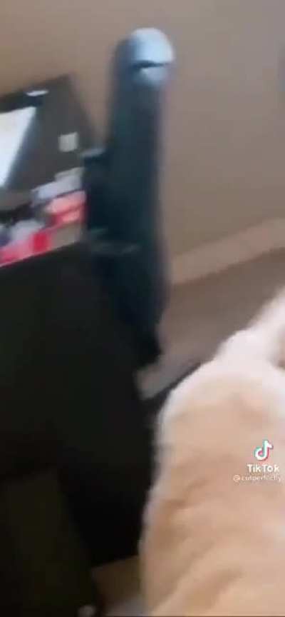 I got this bear, W-