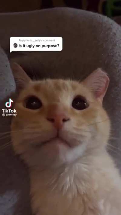 Don&rsquo;t insult the cat