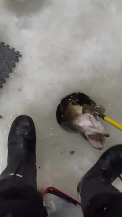 Jamaican ice fishing up north