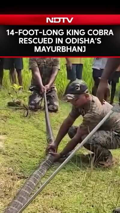 A 14-foot-long King Cobra was successfully rescued from the Kaptiipada forest area near Padmapokhari village in Odisha&rsquo;s Mayurbhanj district.