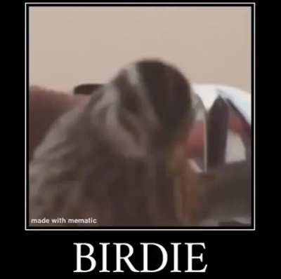 Bird Hunting 101