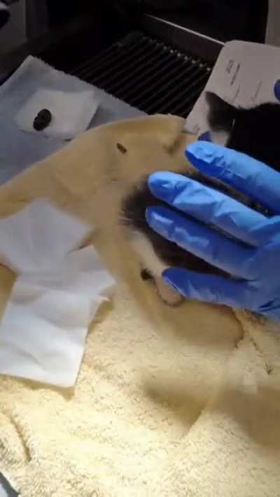 Kitty has a Bot fly removal. Twice!