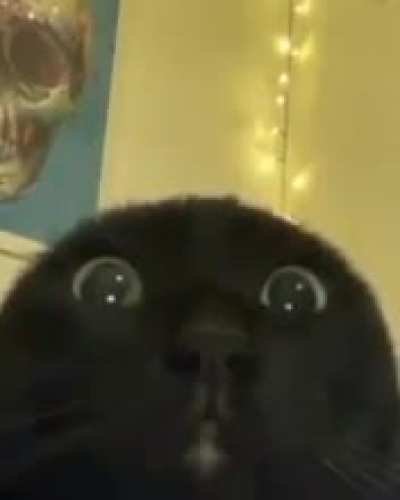 caaaaaaaaaaaat of the day 128
