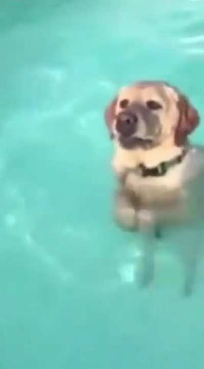 Here&rsquo;s a doggo realizing he can stand in the pool