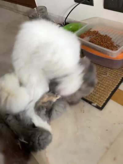 Are they fighting or playing?