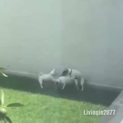 Мальчишник в Вегасе