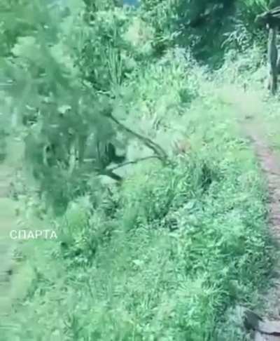 The chicken won