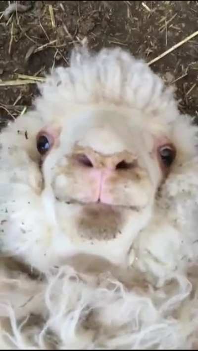 Lookn at ewe