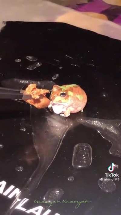This chonky tiny frog...