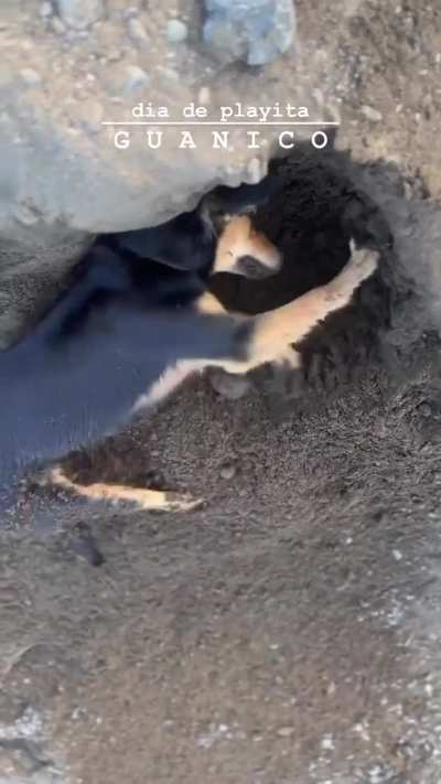 Lucky Dogs