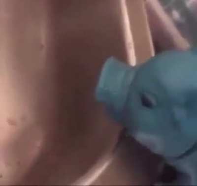 poor pig