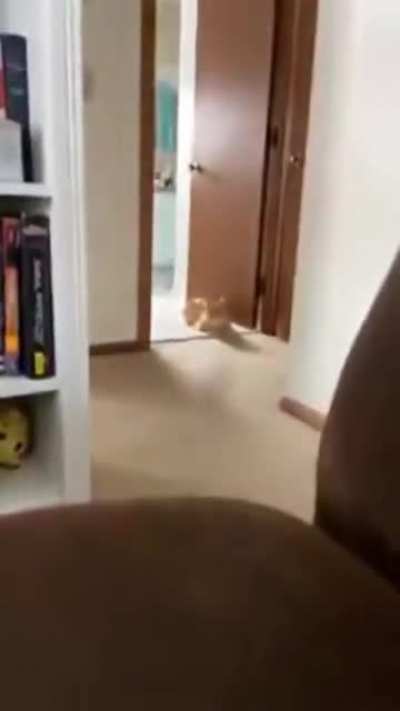 Kitty attack