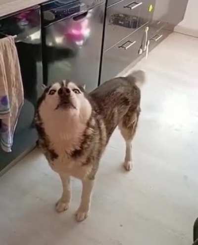 Huskies back at it again