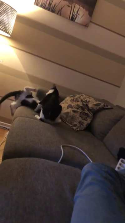 Update on my shy kitten! He&rsquo;s now playing with his sister and can fight back!
