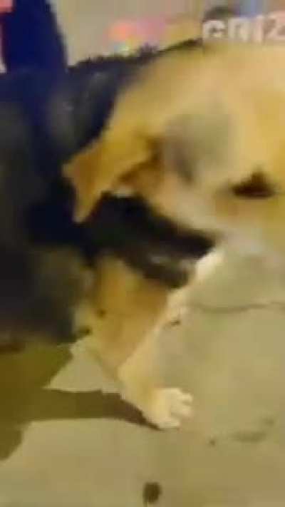 PERRO GUATON
