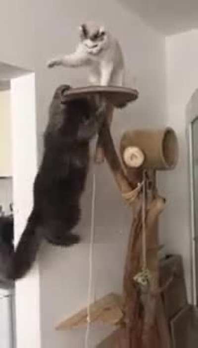 Lion king the movie 2019
