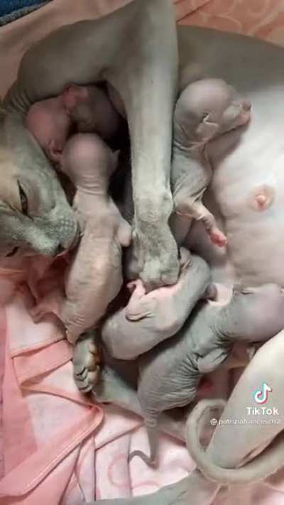Mama alien and baby aliens