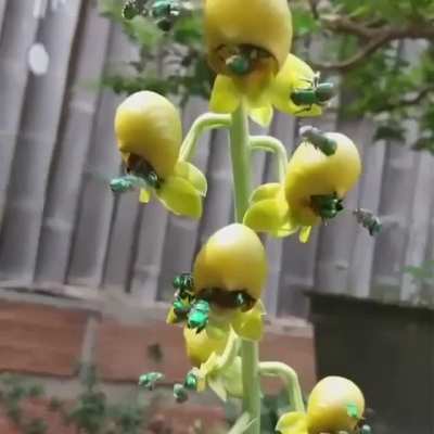 Euglossa bazinga, part of the "orchid bees" (the euglossini tribe within the bee family Apidae) feeding on orchids.