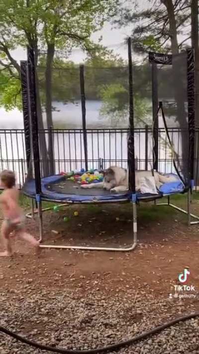 Let&rsquo;s get a dog to play with our kid