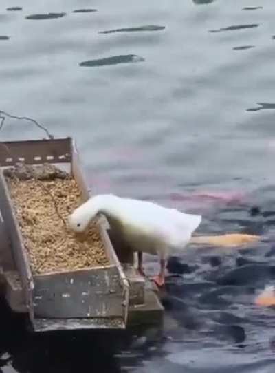 Duck feeding fish