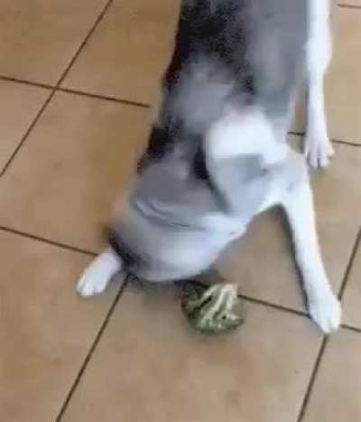 Dog: this is not meat