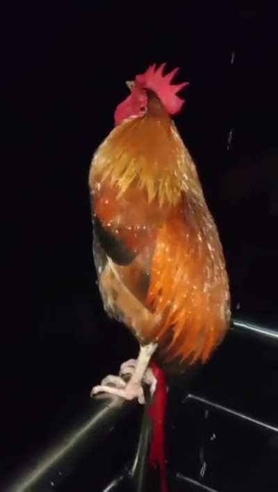 This chicken thinks he's him