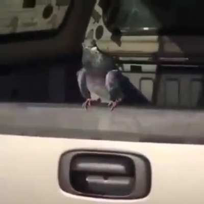 Tadinho do pombo