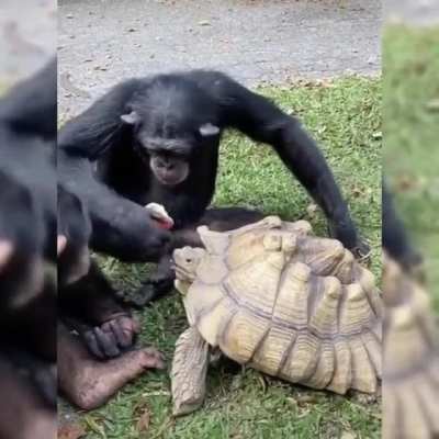Monke nice