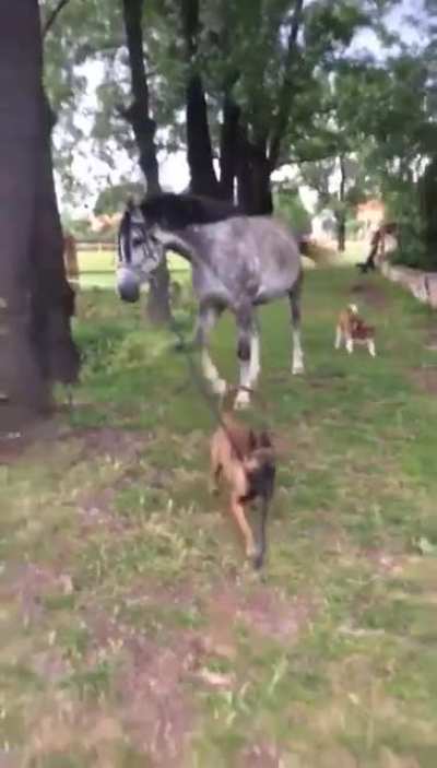 Helping around in the stable.