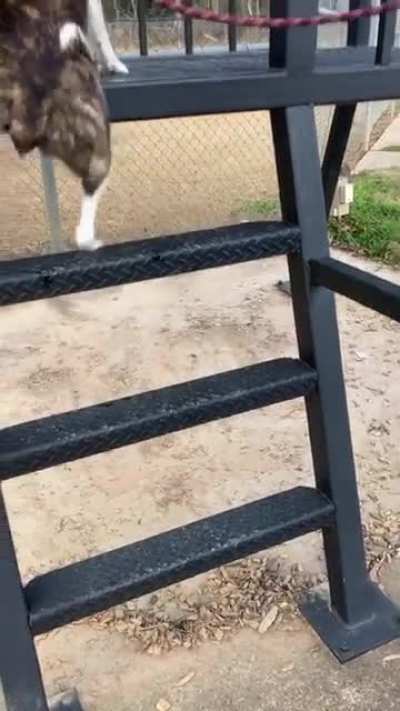 I don&rsquo;t know how, but he landed on all fours