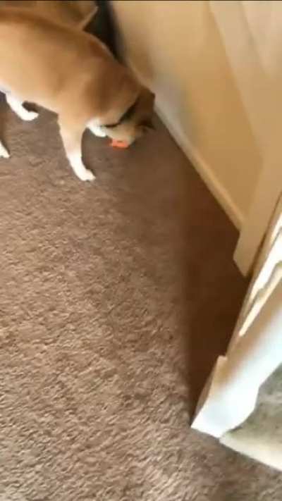Dogs new toy..