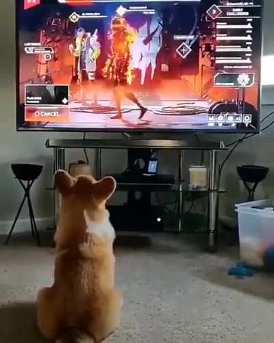 DoG GoT ChAsED by A RObOt and FUcKinG DiES
