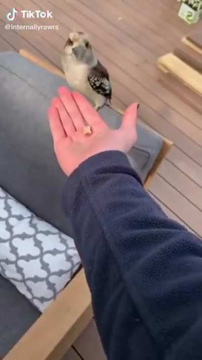 Kookaburra does a screm