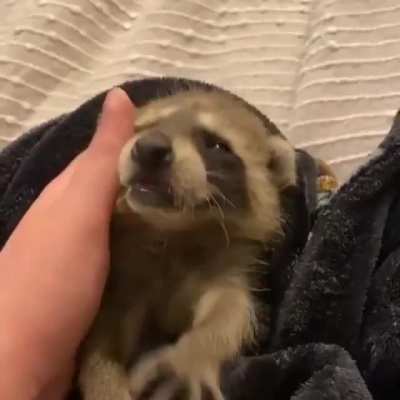 RACCOONS CAN PURR